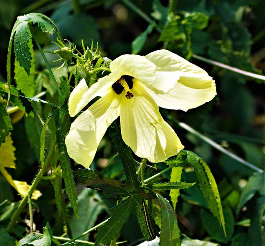 Abelmoschus manihot (Aibika, Sunset hibiscus)