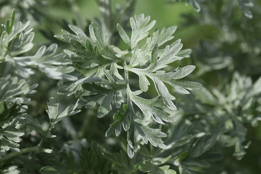 Artemisia absinthium (Absinthe « grande », wormwood)