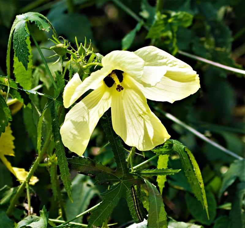 Abelmoschus manihot (Aibika, Sunset hibiscus)