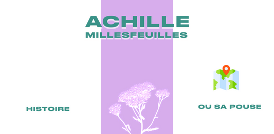 L4ACHILL2E MILLEFEUILLE