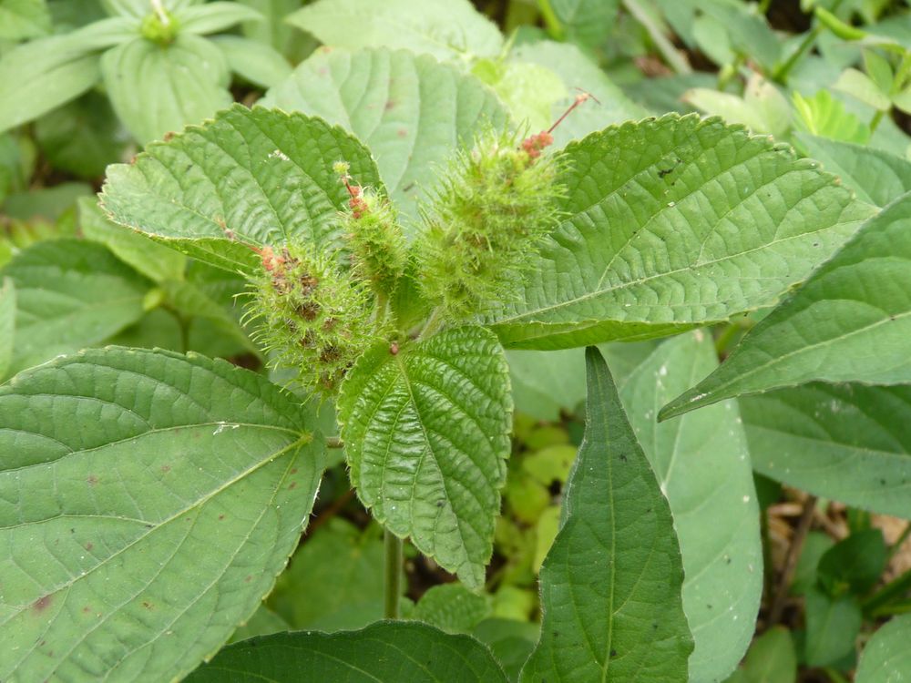 Acalypha arvensis (Herbe à cancer, armoise tipompon)
