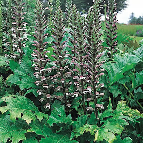 L'Acanthe en phytothérapie : Propriétés émollientes et cicatrisantes