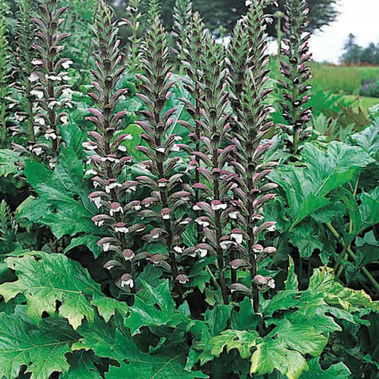 L'Acanthe en phytothérapie : Propriétés émollientes et cicatrisantes